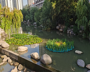 浙江河道生态沉水植物群落的构建